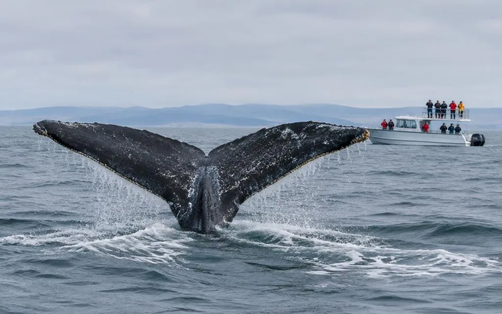 A humpback whale's tail rising from the sea with a whale-watching boat behind